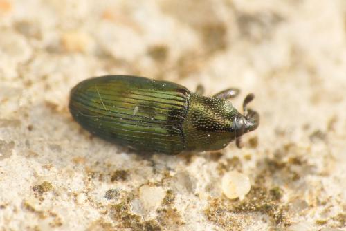 Aulacobaris coerulescens